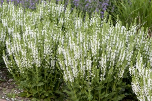 Salvia 'White Profusion' New 2025